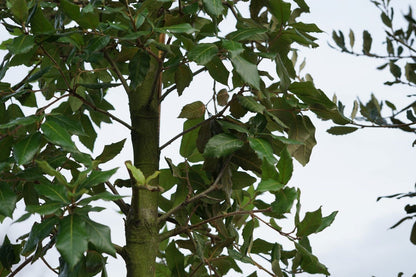  Steeneik Als Boom (Quercus Ilex)