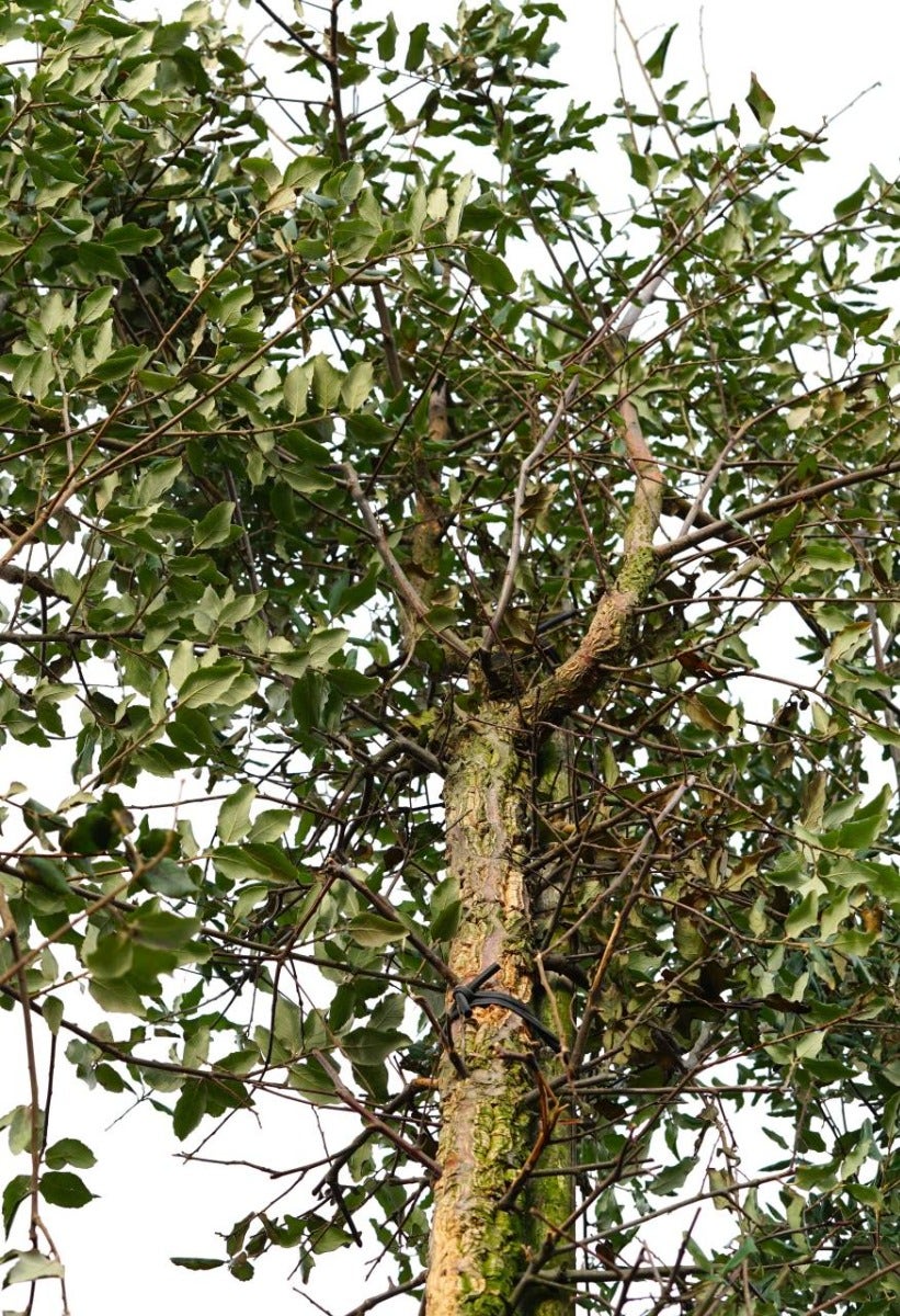  Kurkeik (Quercus Suber)