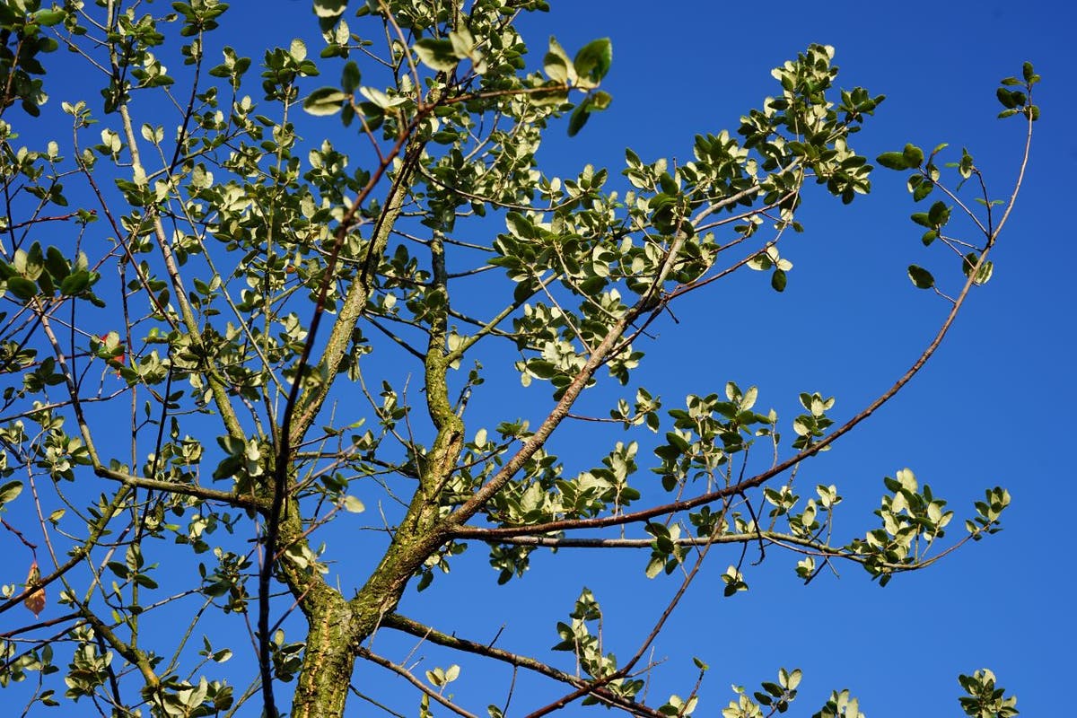  Kurkeik (Quercus Suber)