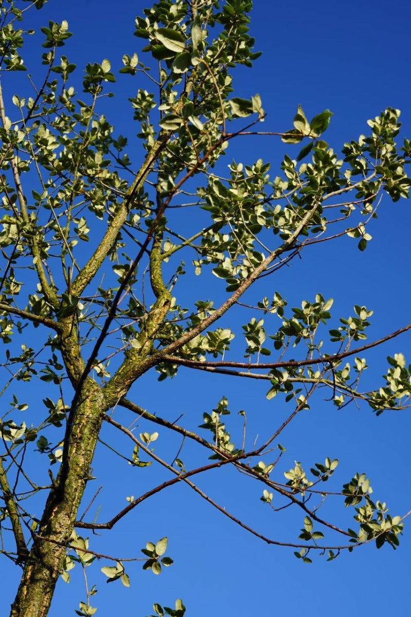  Kurkeik (Quercus Suber)