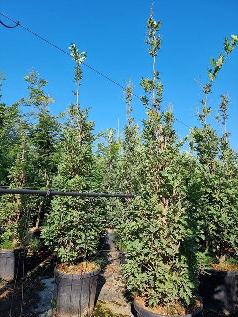  Zuileik (Quercus X Bimundorum 'Crimson Spire')
