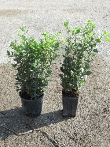  Steeneik Als Struik (Quercus Ilex)