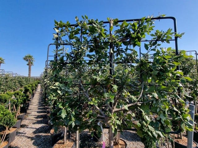  Steeneik Leirek Op Halfstam (Quercus Ilex)