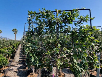  Steeneik Leirek Op Halfstam (Quercus Ilex)