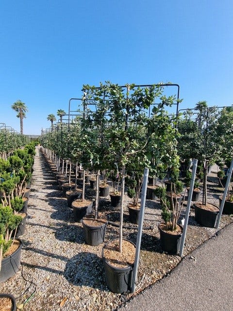  Steeneik Leirek Op Halfstam (Quercus Ilex)