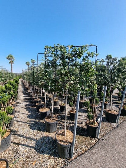  Steeneik Leirek Op Halfstam (Quercus Ilex)