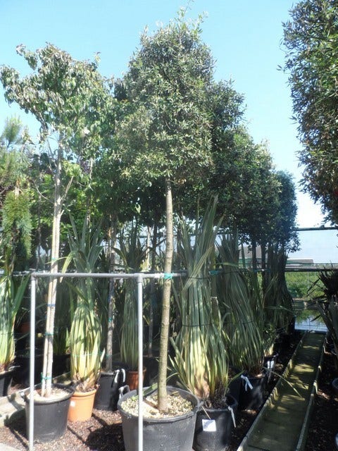  Steeneik Als Boom (Quercus Ilex)