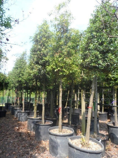  Steeneik Als Boom (Quercus Ilex)