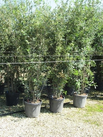  Steeneik Meerstammig (Quercus Ilex)