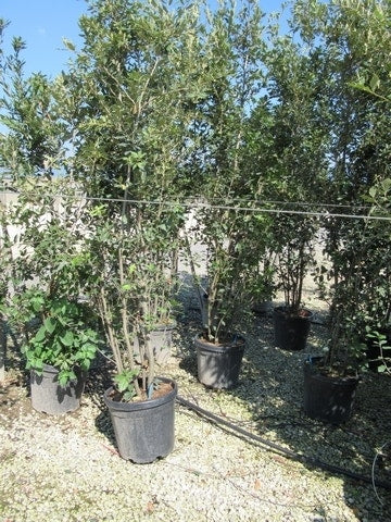 Steeneik Meerstammig (Quercus Ilex)