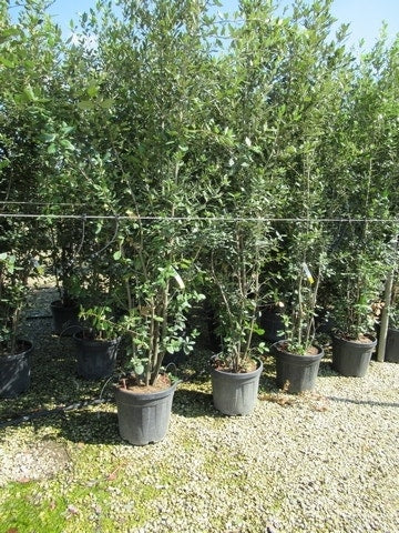  Steeneik Meerstammig (Quercus Ilex)