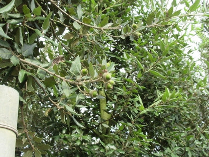  Steeneik Als Boom (Quercus Ilex)