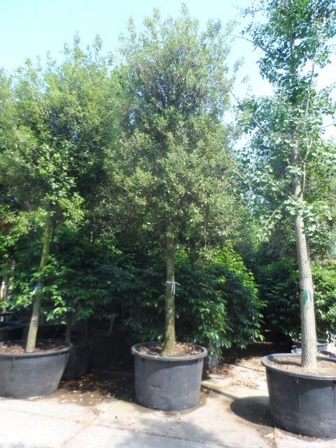  Steeneik Als Boom (Quercus Ilex)