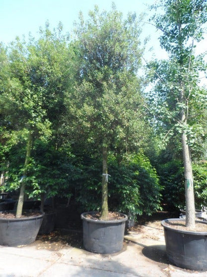  Steeneik Als Boom (Quercus Ilex)