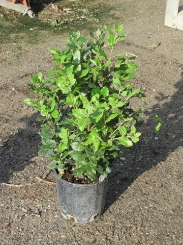  Steeneik Als Struik (Quercus Ilex)