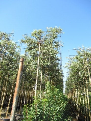  Steeneik Als Leiboom (Quercus Ilex)