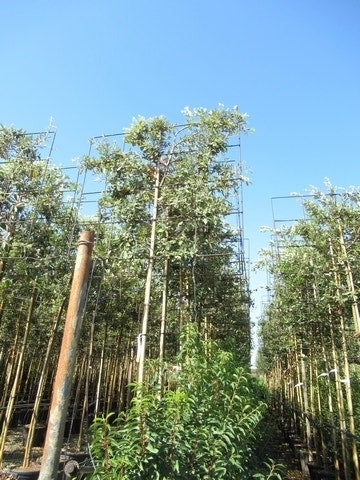  Steeneik Als Leiboom (Quercus Ilex) NU EXTRA VOORDELIG