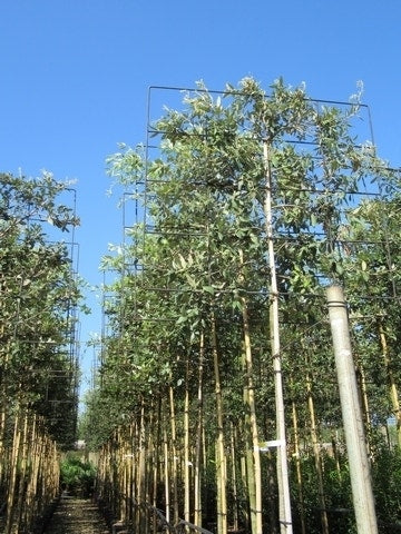  Steeneik Als Leiboom (Quercus Ilex) NU EXTRA VOORDELIG