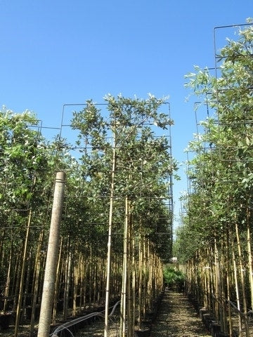  Steeneik Als Leiboom (Quercus Ilex) NU EXTRA VOORDELIG