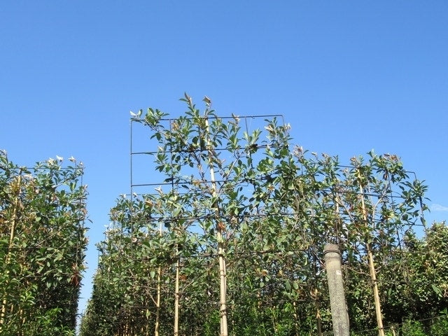  Steeneik Als Leiboom (Quercus Ilex) NU EXTRA VOORDELIG