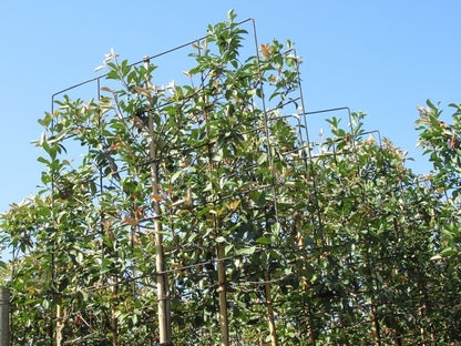  Steeneik Als Leiboom (Quercus Ilex) NU EXTRA VOORDELIG