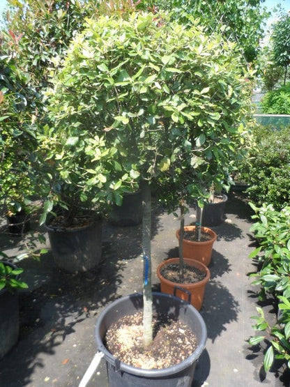 Steeneik Op Stam (Quercus Ilex)