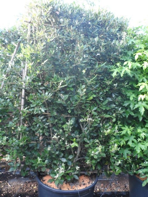 Steeneik Als Leivorm (Quercus Ilex)