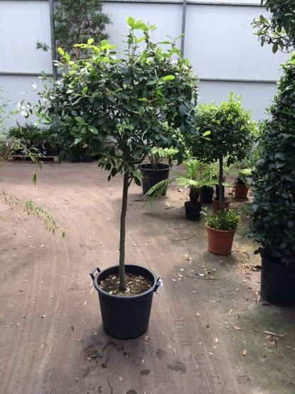  Steeneik Op Stam (Quercus Ilex)