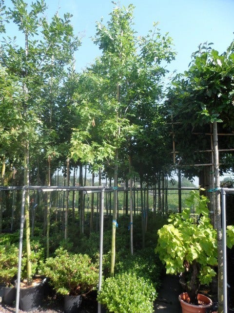  Moeraseik (Quercus Palustris)