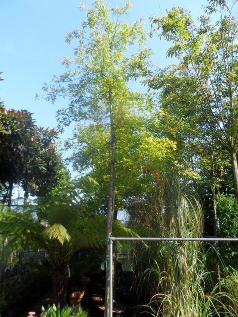  Moeraseik (Quercus Palustris)
