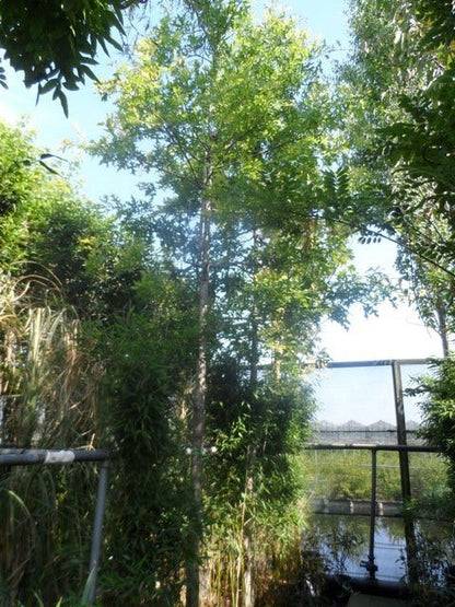  Moeraseik (Quercus Palustris)