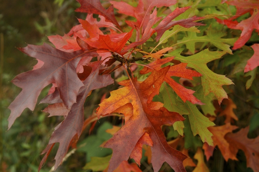  Moeraseik Als Dakboom (Quercus Palustris)
