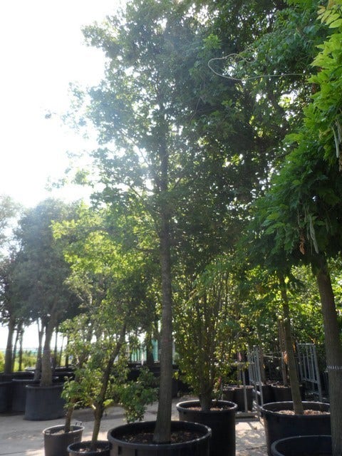  Moeraseik (Quercus Palustris)