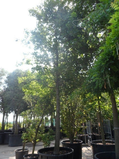  Moeraseik (Quercus Palustris)