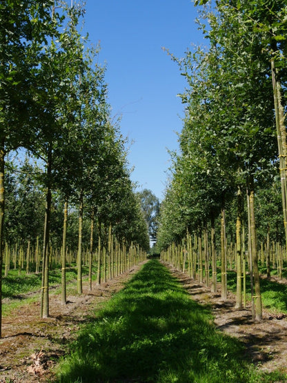  Grote Zomereik (Quercus Robur)