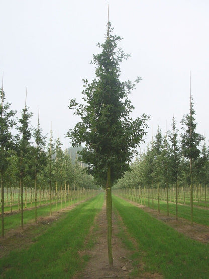  Grote Zomereik (Quercus Robur)