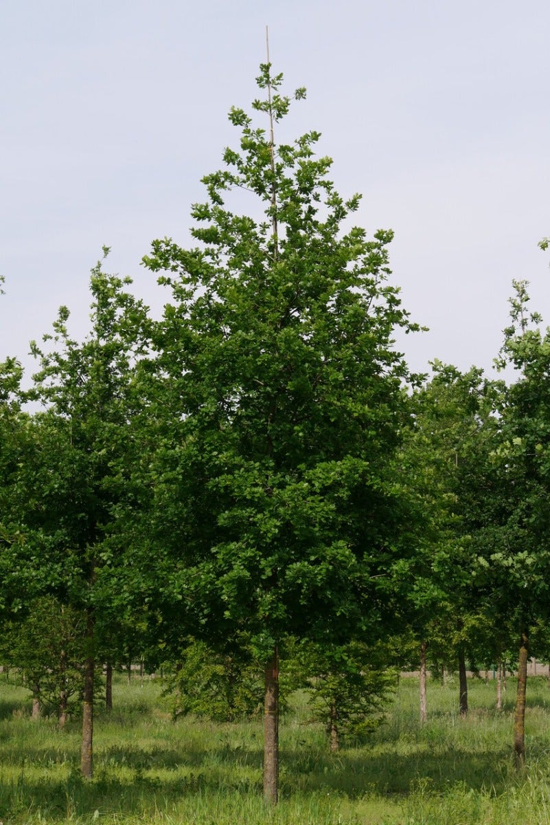  Grote Zomereik (Quercus Robur)