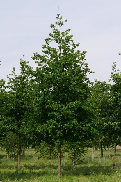  Grote Zomereik (Quercus Robur)