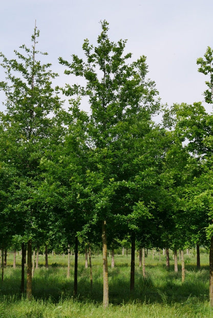  Grote Zomereik (Quercus Robur)