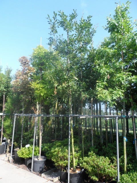  Zomereik (Quercus Robur)