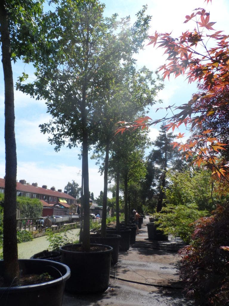  Zomereik (Quercus Robur)