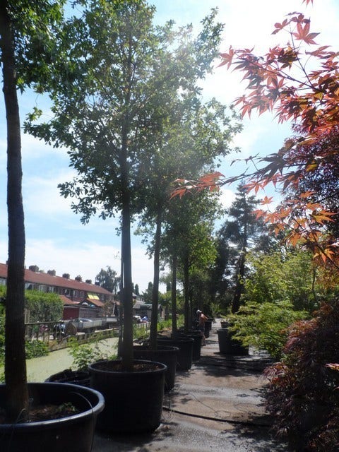  Zomereik (Quercus Robur)