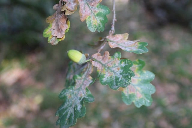  Zomereik (Quercus Robur)