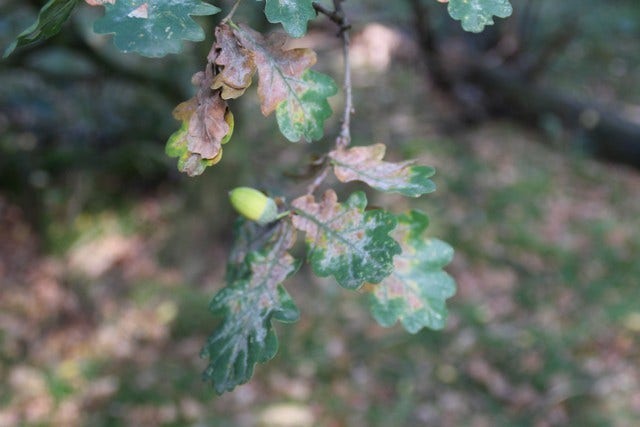  Zomereik (Quercus Robur)