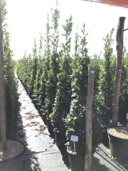  Zomereik Als Zuilboom (Quercus Robur 'Fastigiata')