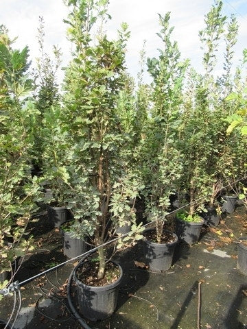  Zomereik Als Zuilboom (Quercus Robur 'Fastigiata')