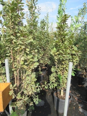  Zomereik Als Zuilboom (Quercus Robur 'Fastigiata')