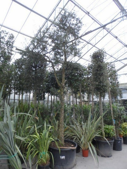  Kurkeik (Quercus Suber)