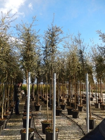  Kurkeik (Quercus Suber)