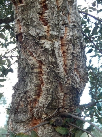  Kurkeik Als Solitair (Quercus Suber)